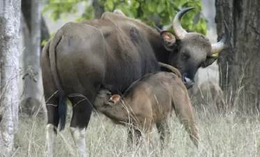 Kanha-National-Park