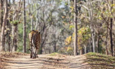 Pench-National-Park-