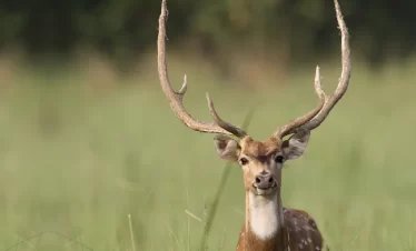 Jim-Corbett-National-Park