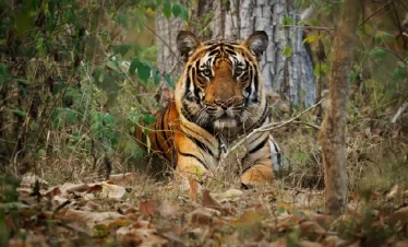 Nagarhole-National-Park