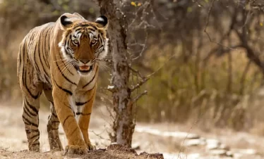 Wildlife-Safari
