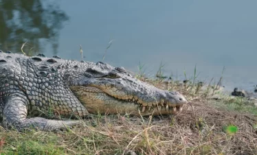Sundarbans-National-Park-Tour